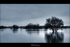 Blaue Stunde im Hochwasser der Elbe
