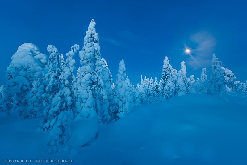 BLAUE STUNDE IM MÄRCHENWALD