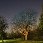 Blaue Stunde im Park