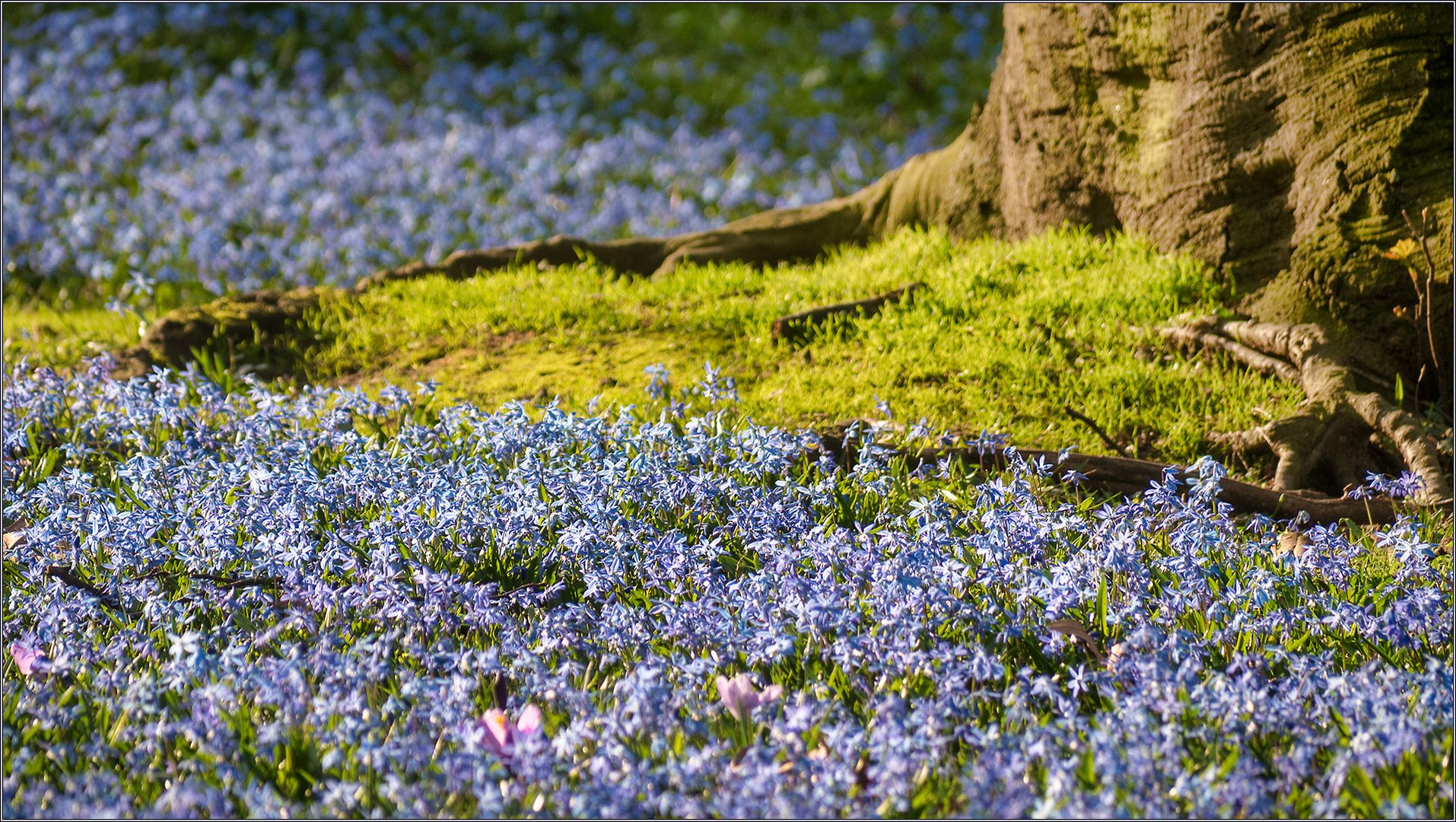 Blaue Stunde im Park