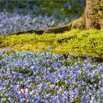 Blaue Stunde im Park