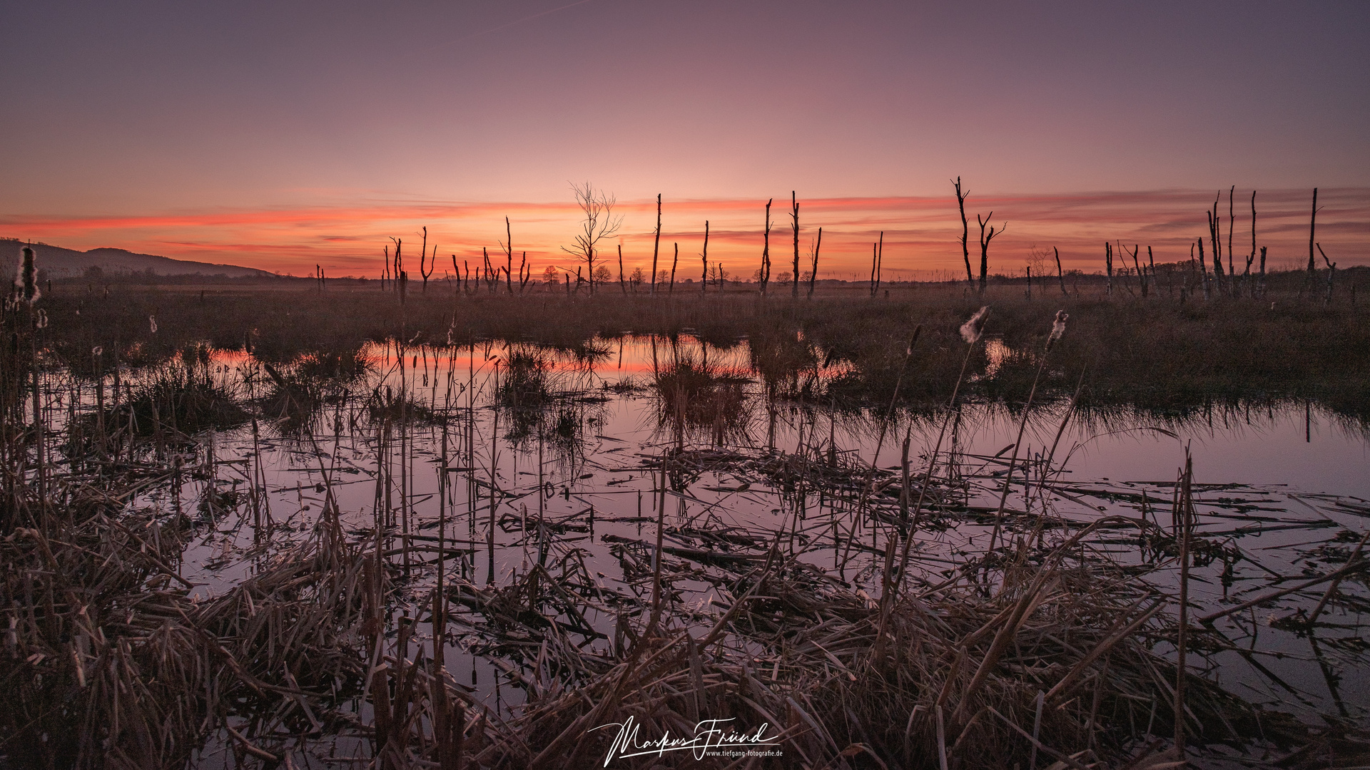 Blaue Stunde im Torfmoor