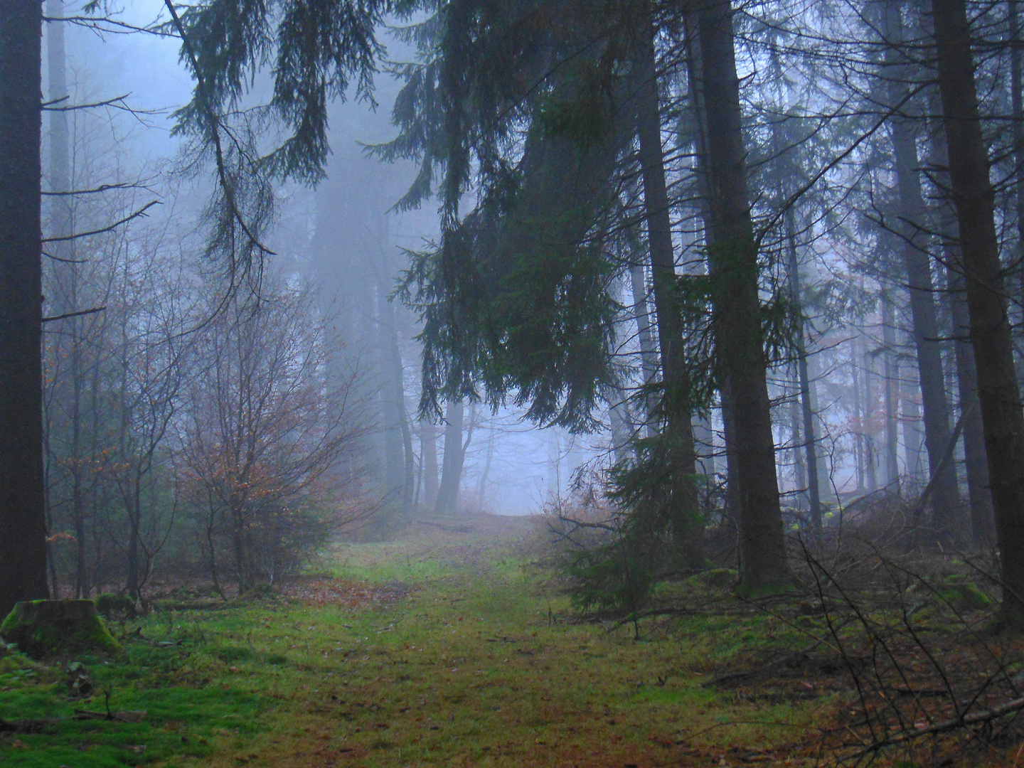 Blaue Stunde im Wald