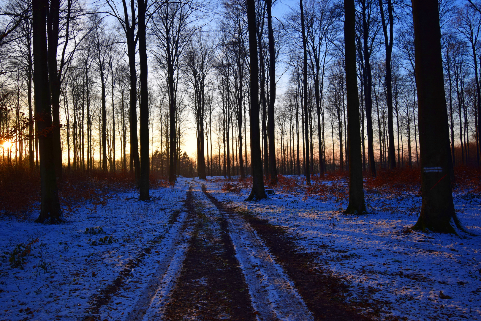 Blaue Stunde im winterlichen Buchenwald