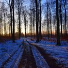 Blaue Stunde im winterlichen Buchenwald