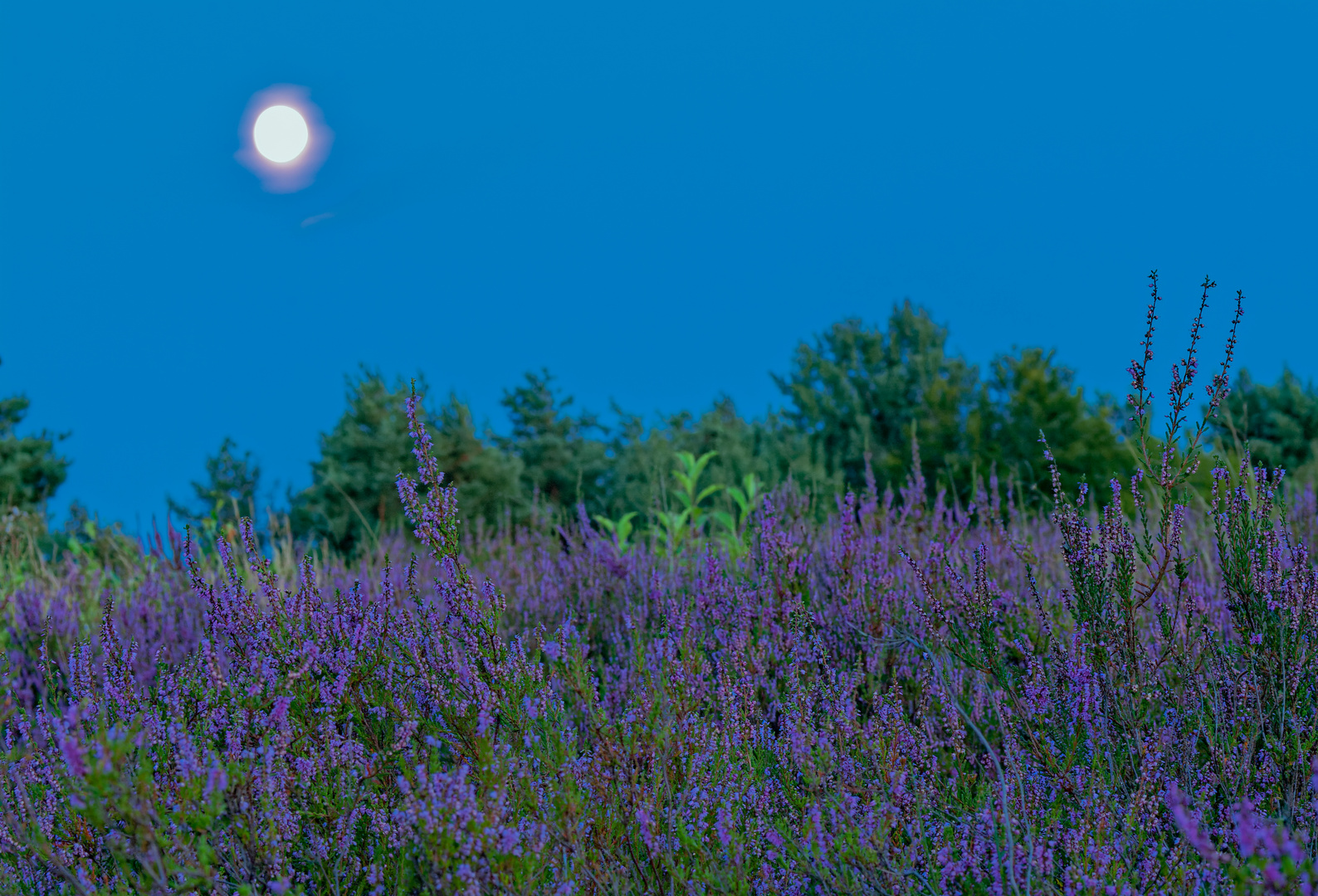 Blaue Stunde in der Mehlinger Heide