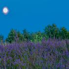 Blaue Stunde in der Mehlinger Heide