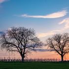 Blaue Stunde in der Vorderpfalz