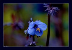 Blaue Stunde - Jakobsleiter