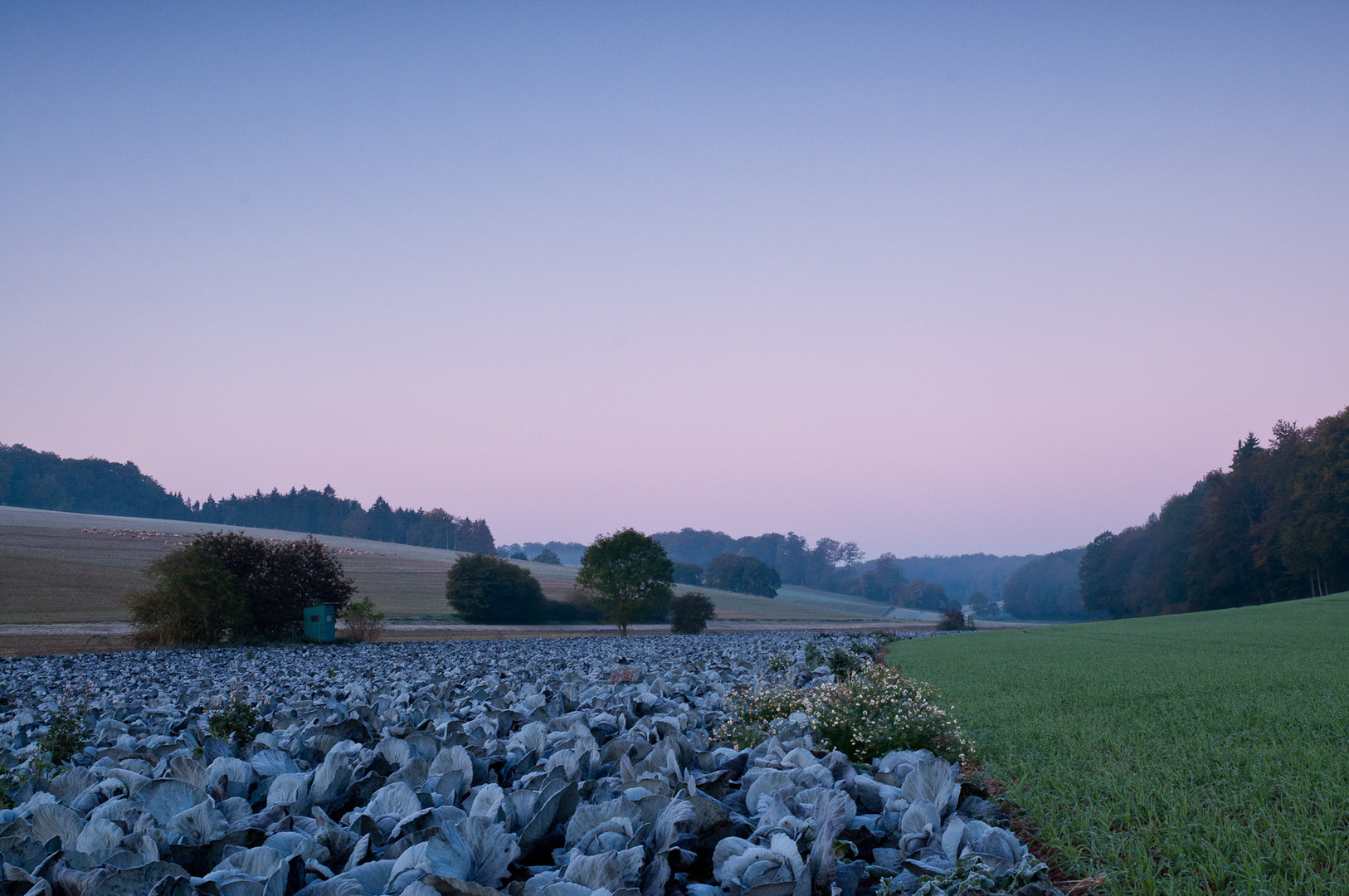 Blaue Stunde mit Blaukraut