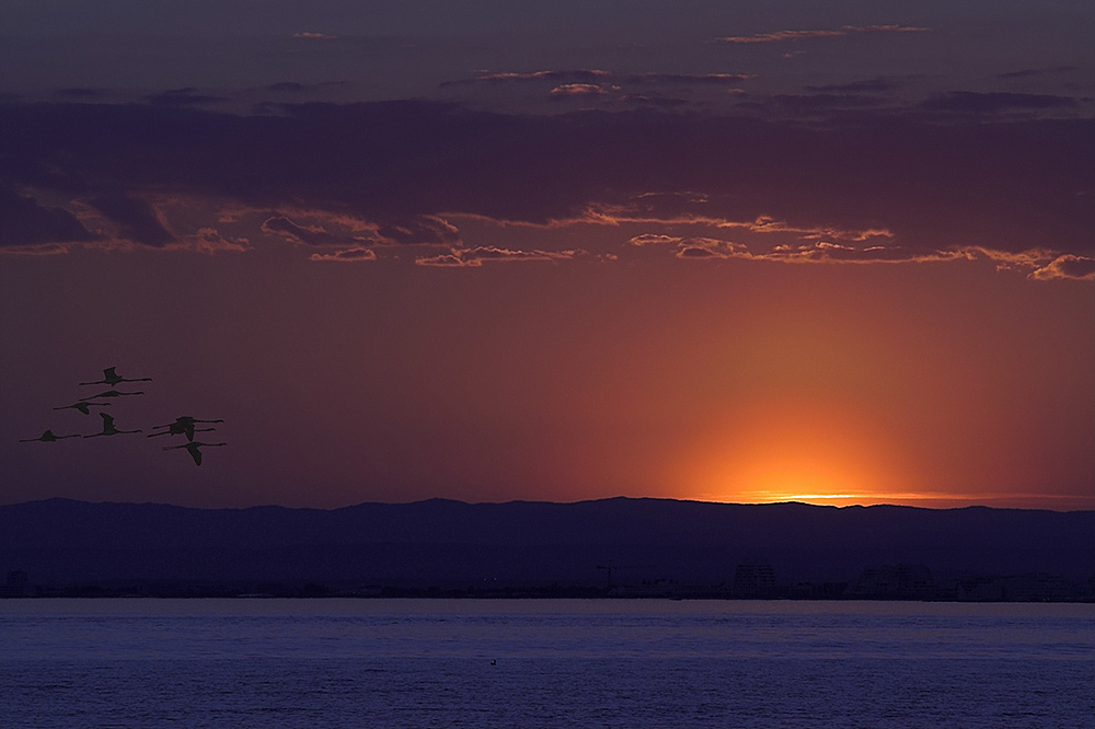 Blaue Stunde mit Flamingos