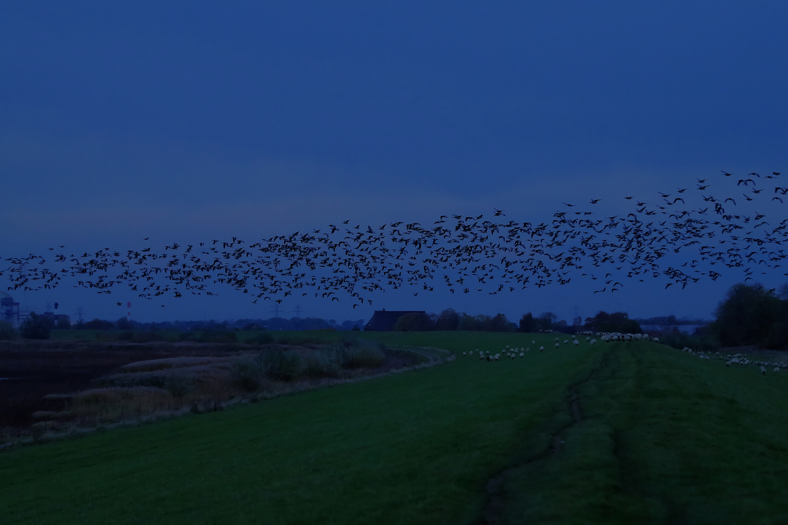 blaue Stunde mit Gänsen