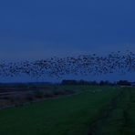 blaue Stunde mit Gänsen