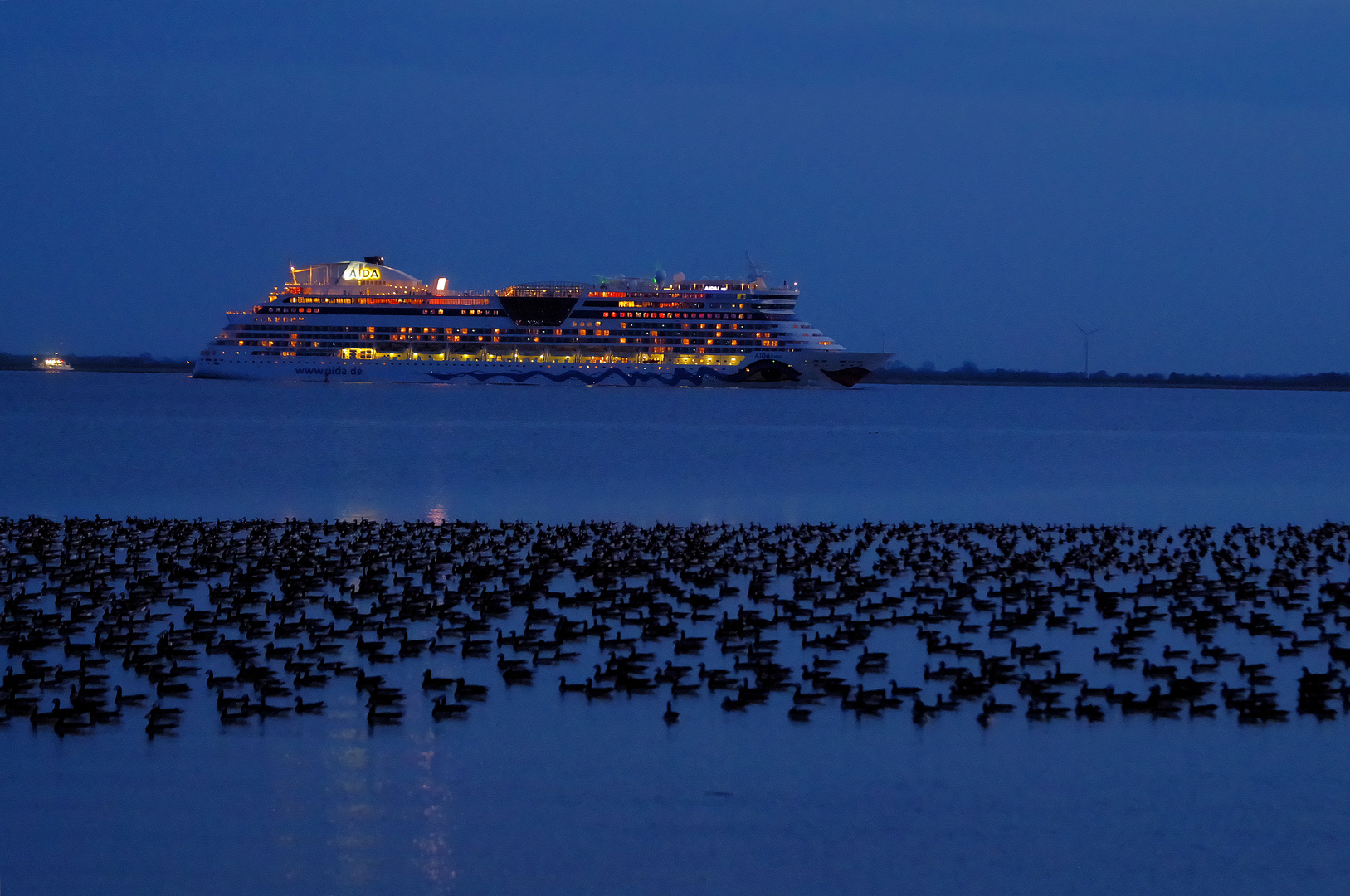 blaue Stunde mit Nonnengänsen und AIDA