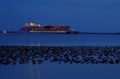 blaue Stunde mit Nonnengänsen und AIDA