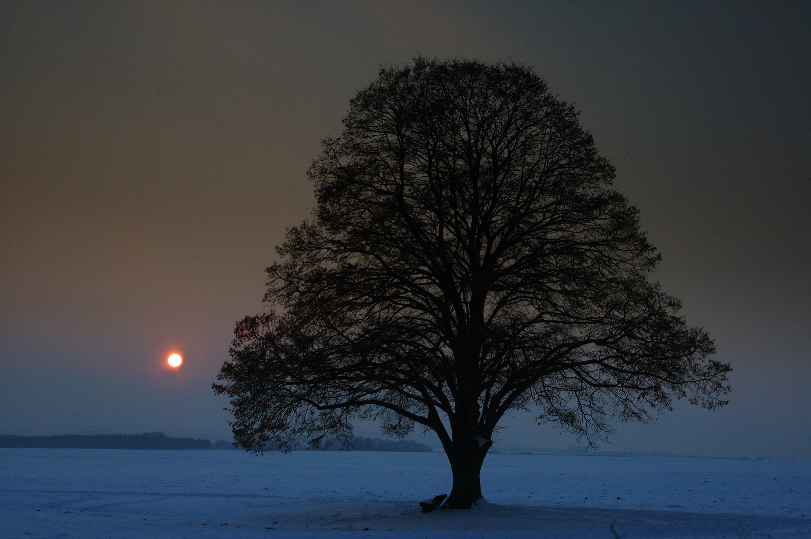 Blaue Stunde mit uraltem Baum