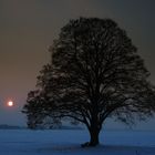 Blaue Stunde mit uraltem Baum