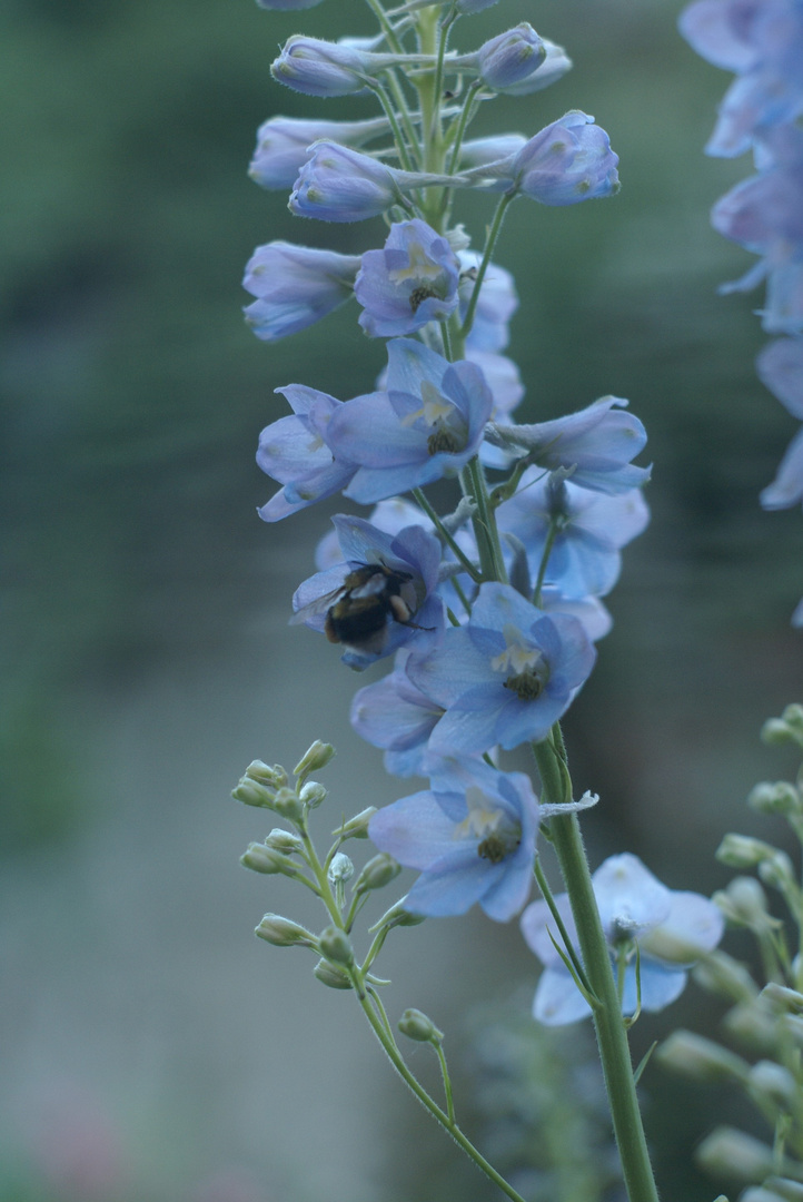 Blaue Stunde mit Wildbiene