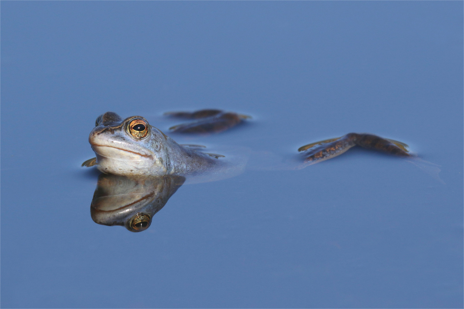 " Blaue Stunde "  Moorfroschmännchen in Paarungslaune