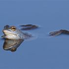 " Blaue Stunde "  Moorfroschmännchen in Paarungslaune