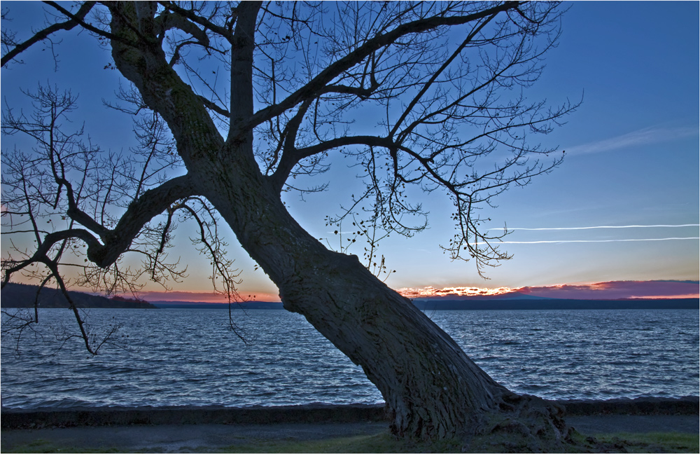 BLAUE STUNDE ODER DER SCHIEFE BAUM