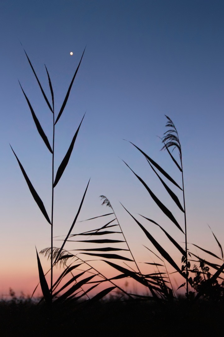 blaue Stunde, Schilf und Nordstern  -  blue hour, reed and north star