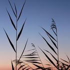 blaue Stunde, Schilf und Nordstern  -  blue hour, reed and north star