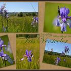 Blaue Sumpf-Schwertlilie (Iris Versicolor)