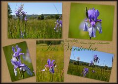 Blaue Sumpf-Schwertlilie (Iris Versicolor)