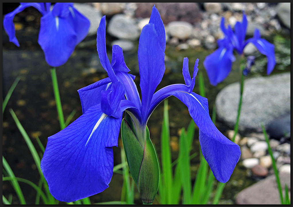 Blaue Sumpfschwertlilien am Teich