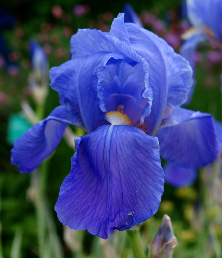 Blaue Tänzerin