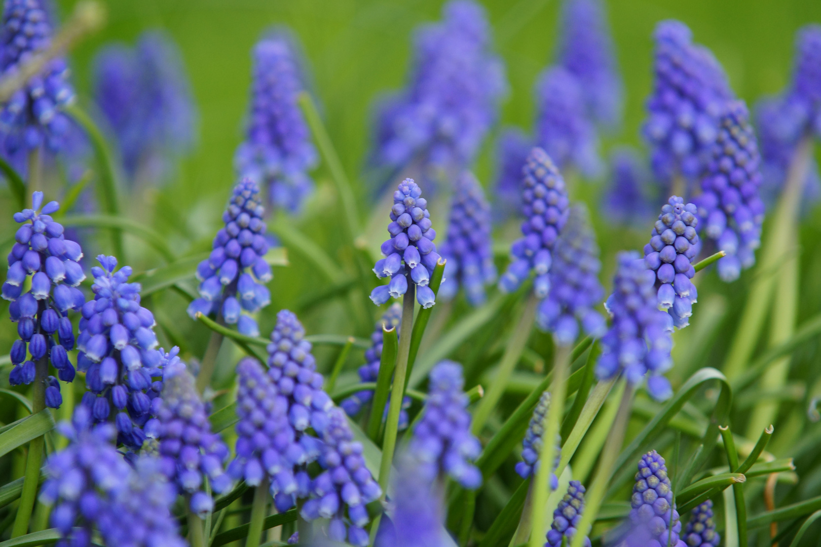 blaue Tannen " Traubenhyazinthen "