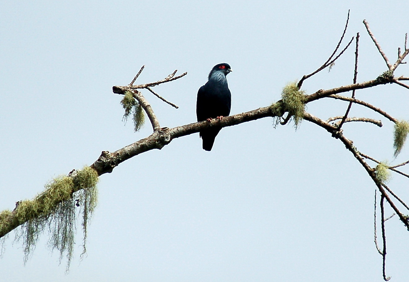 Blaue Taube (Alectroenas madagascariensis)