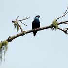 Blaue Taube (Alectroenas madagascariensis)