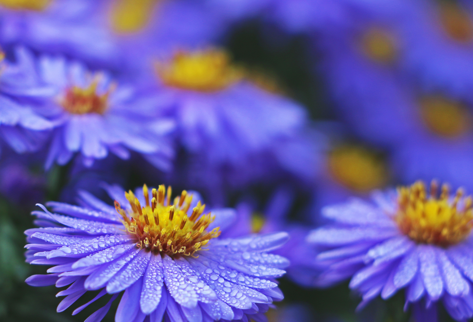 Blaue Tautropfen