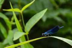 Blaue Teichjungfer im Schilf