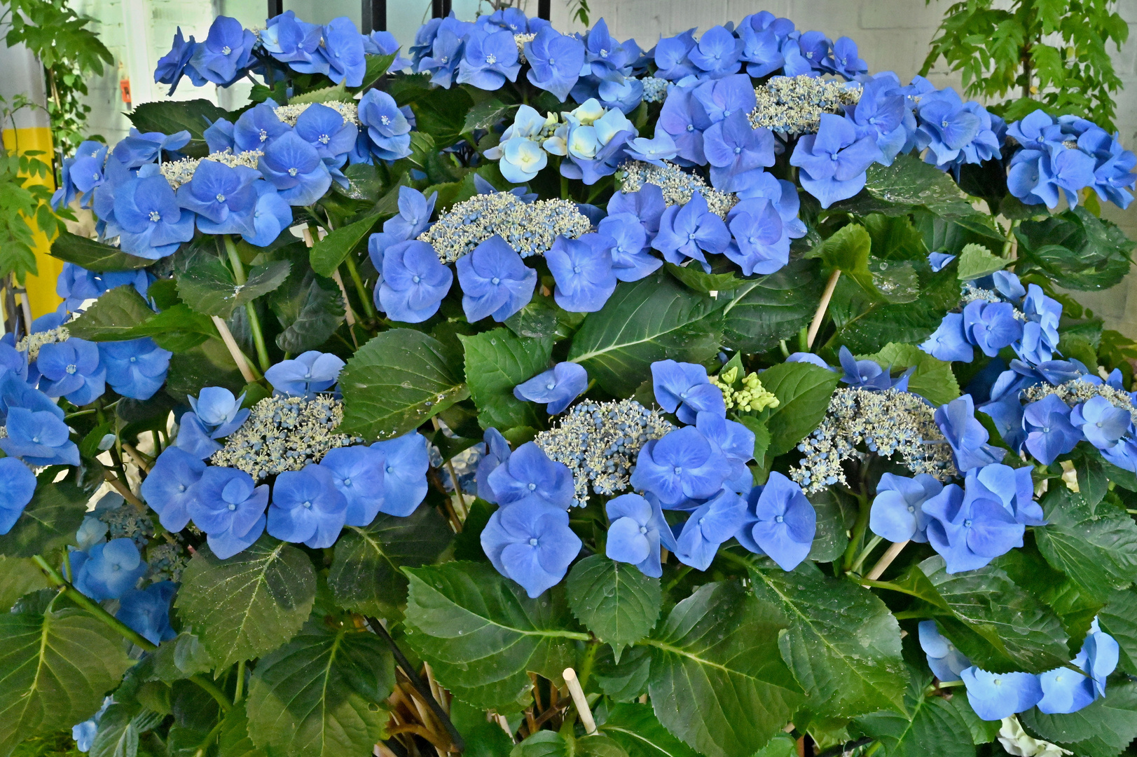 blaue Tellerhortensie