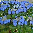 blaue Tellerhortensie