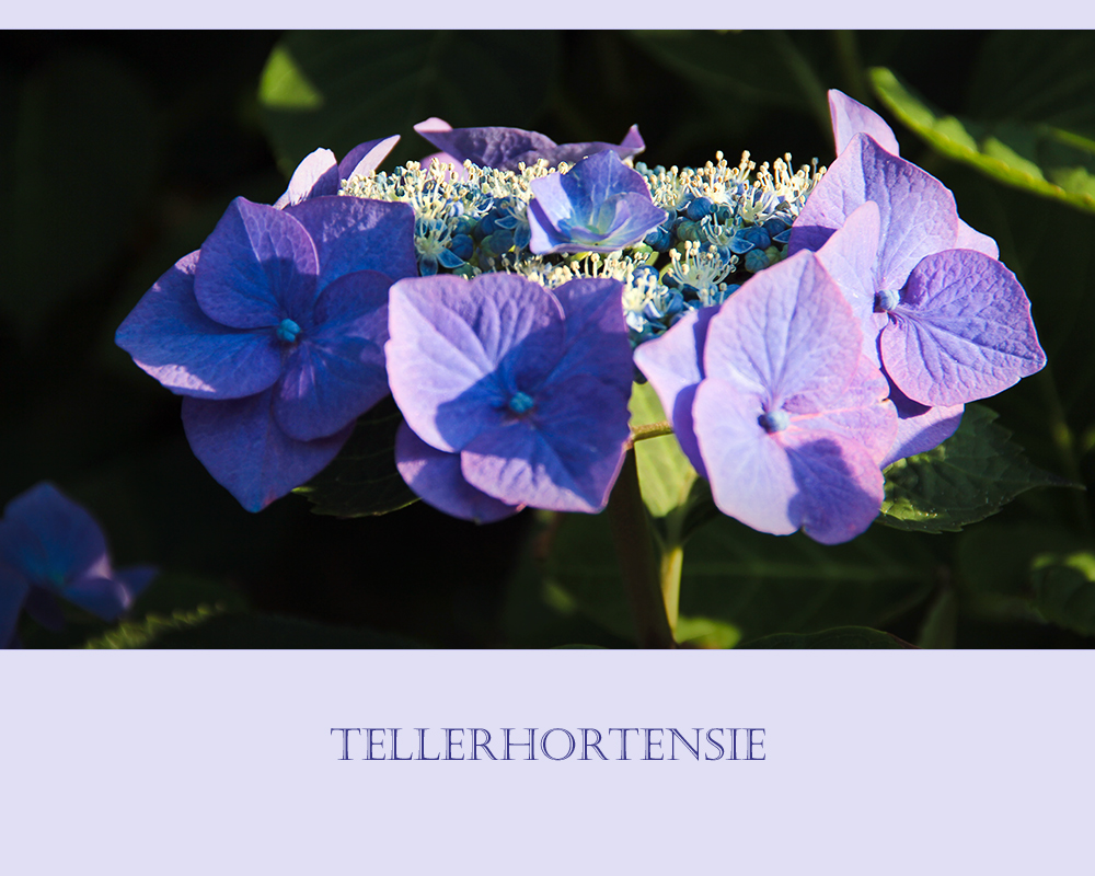 Blaue Tellerhortensie....