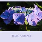 Blaue Tellerhortensie....