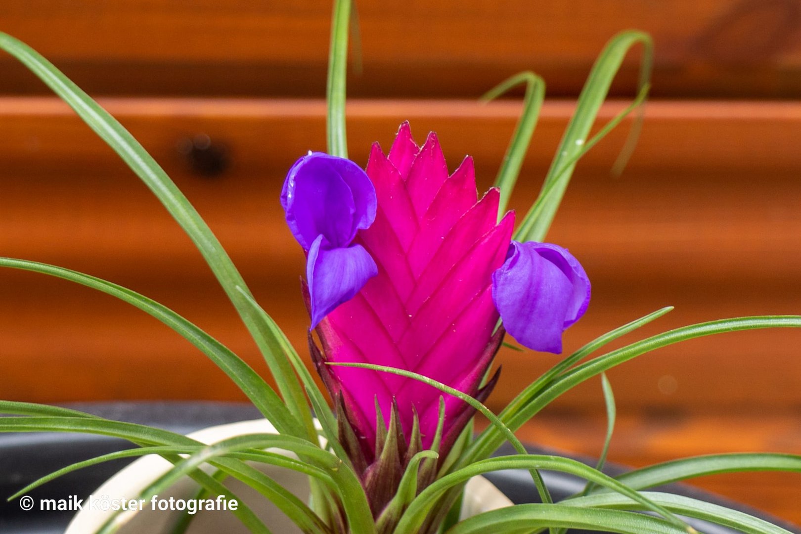 Blaue Tillandsia