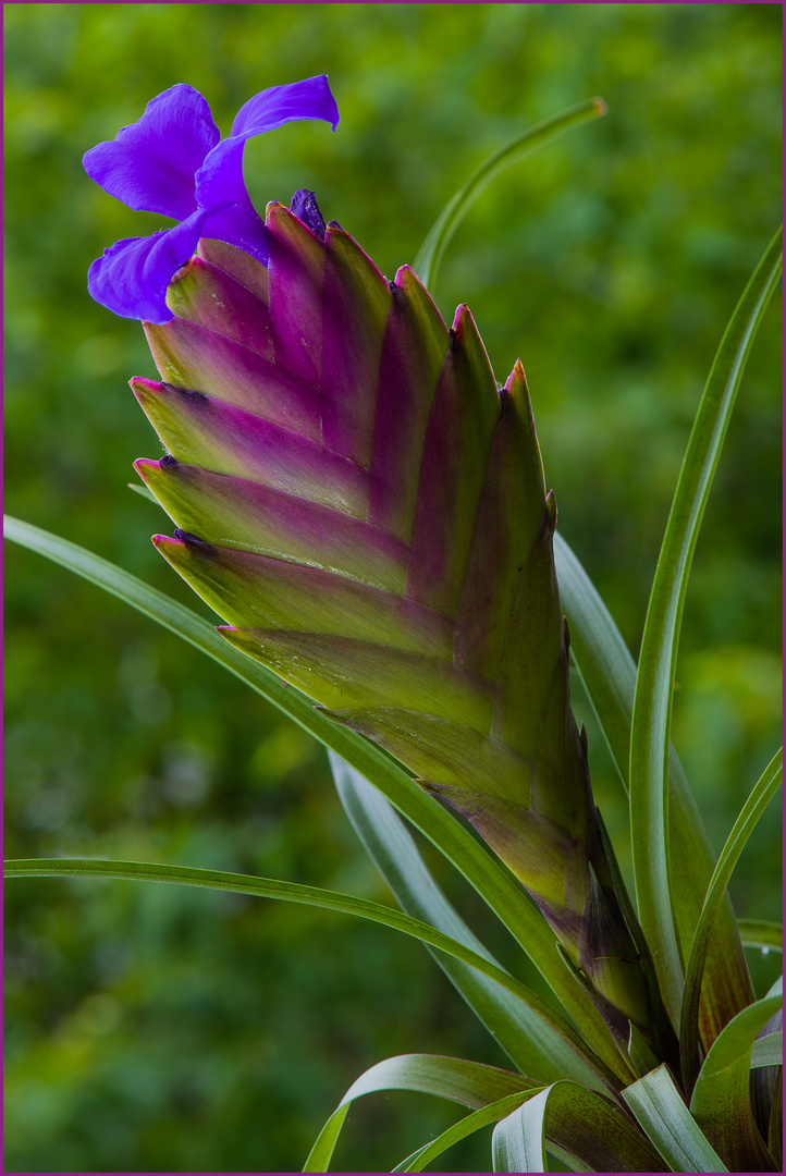 Blaue Tillandsie