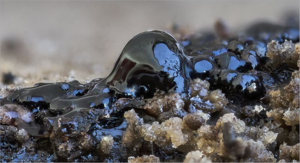 Blaue Tinte Foto Bild Pilze Natur Schleimpilze Bilder Auf Fotocommunity