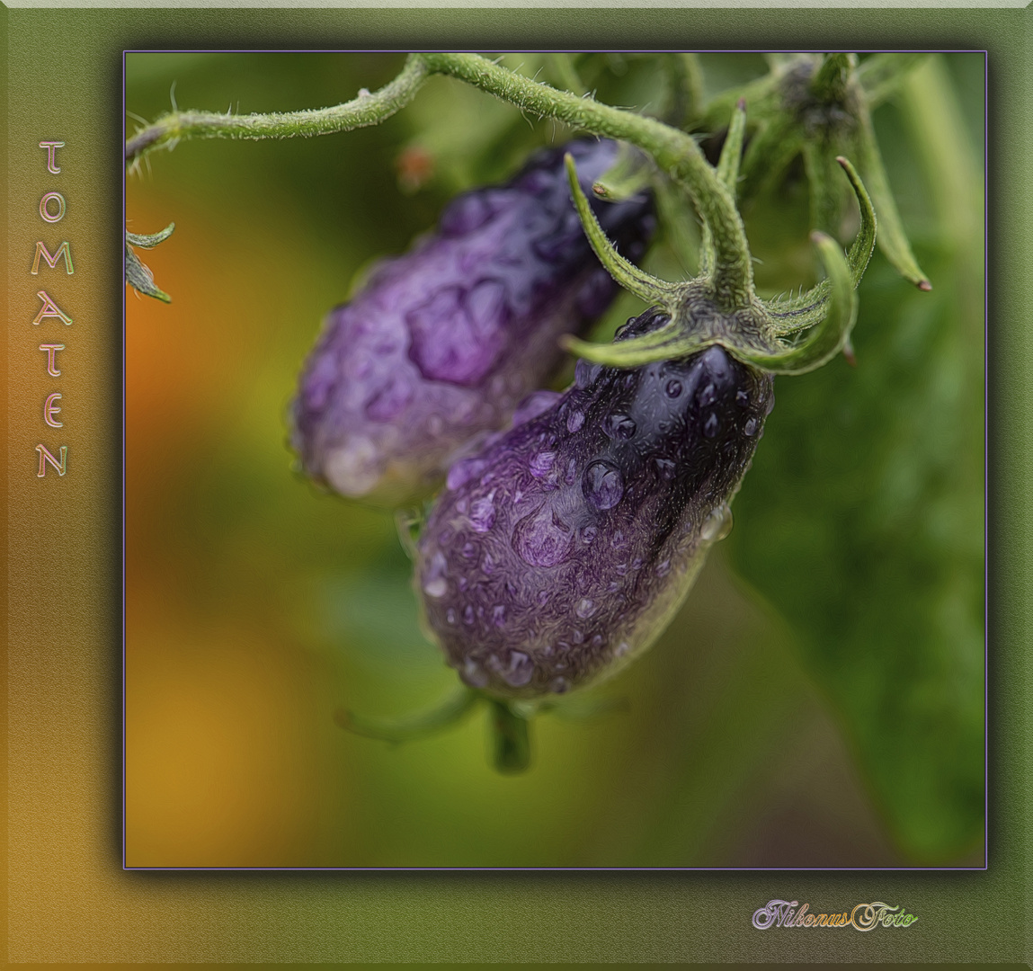 blaue Tomaten