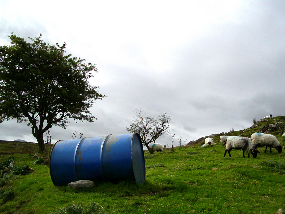 Blaue Tonne an Schaf