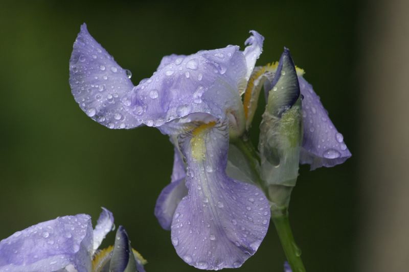 Blaue Trännen