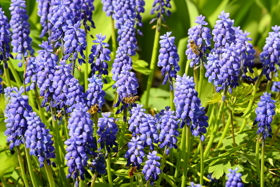 Blaue "Träubchen"