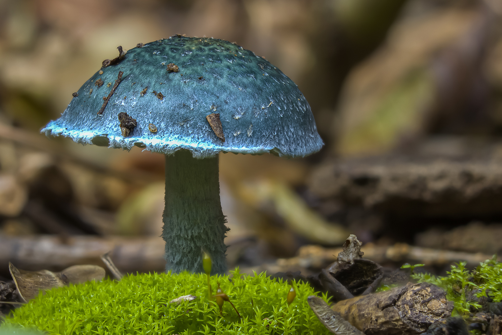 Blaue Träuschling (Stropharia caerulea)