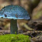 Blaue Träuschling (Stropharia caerulea)