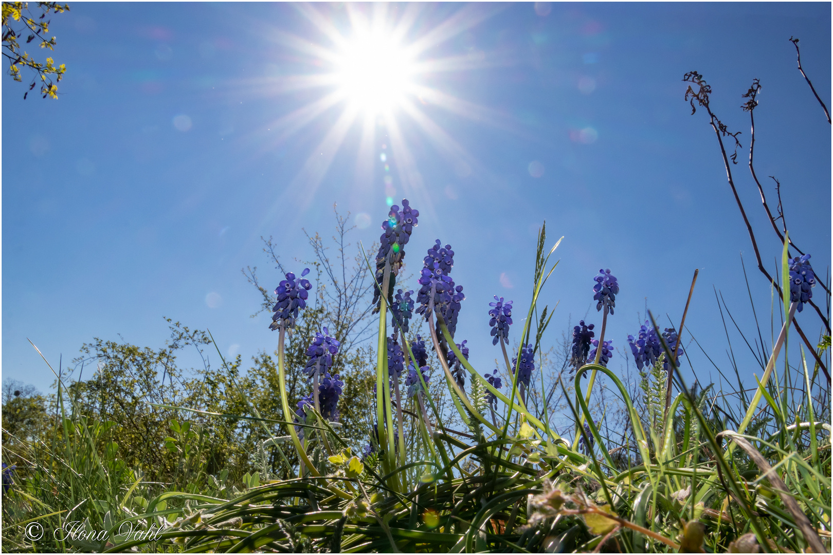 Blaue Trauben